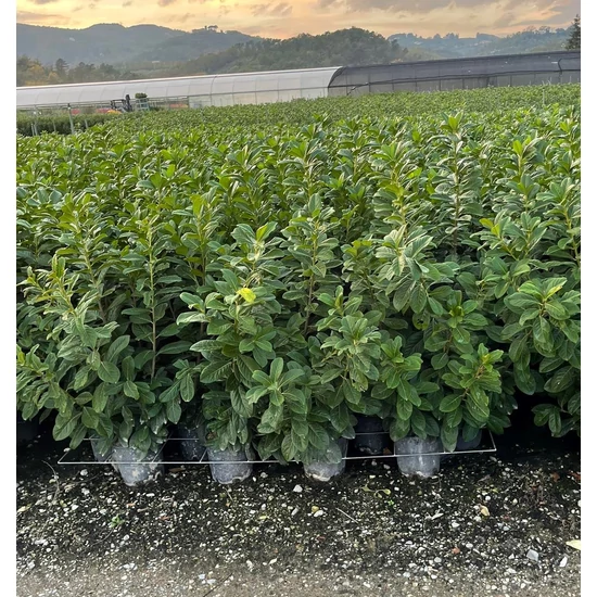 Babérmeggy    PRUNUS LAUROCERASUS NOVITA 40/60 K3