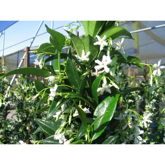 Csillag jázmin  RHYNCOSPERMUM JASMINOIDES 125/150 K3