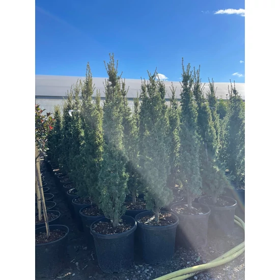 Oszlopos libanoni cédrus  CEDRUS LIBANI FASTIGIATA 120/140 K25