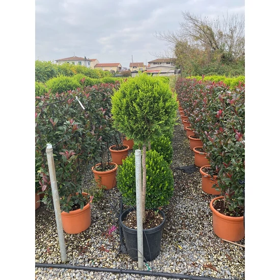 Arany lombú leyland ciprus CUPRESSOCYPARIS LEYLANDII CASTLEWELLAN GOLD T80 K25