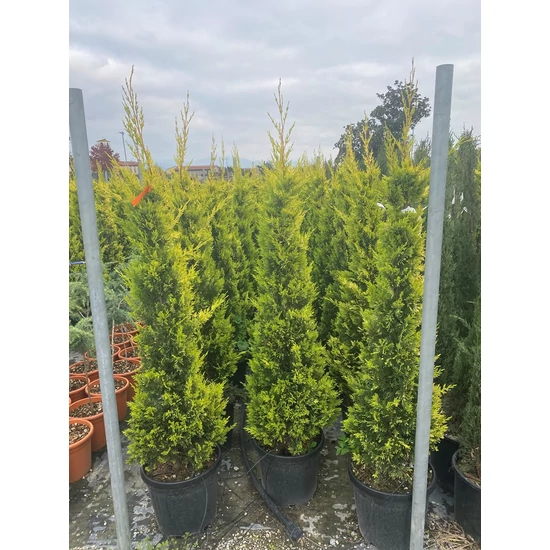 Arany lombú leyland ciprus CUPRESSOCYPARIS LEYLANDII GOLD RIDER 125/150 K18