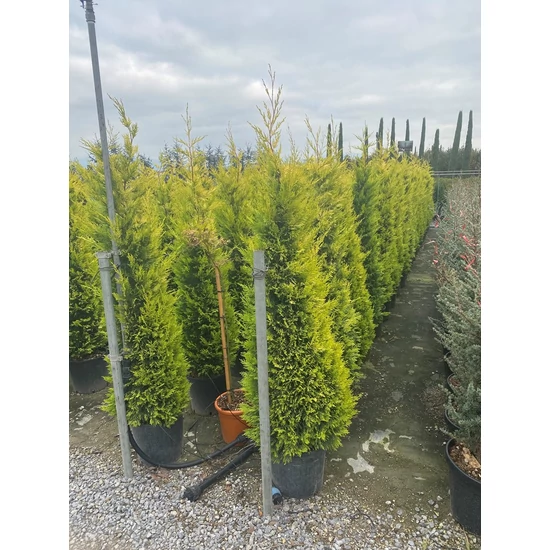 Arany lombú leyland ciprus CUPRESSOCYPARIS LEYLANDII GOLD RIDER 150/170 K20