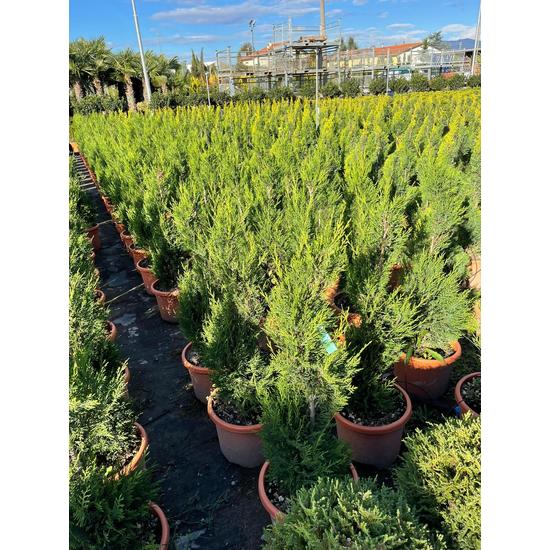 Leyland ciprus   CUPRESSOCYPARIS LEYLANDII PYRAMIDALIS SPIRÁL 80/+ K12