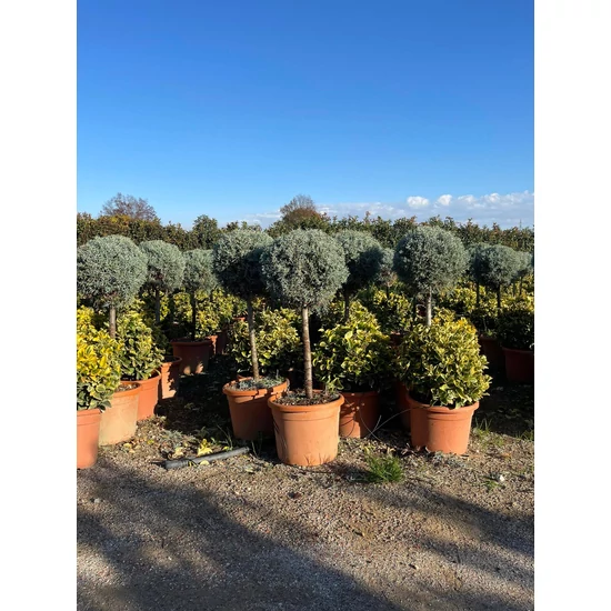 Oszlopos, kék arizoniai ciprus CUPRESSUS ARIZONICA FASTIGIATA T50 K15