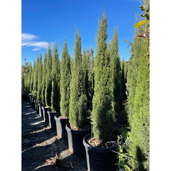 Európai ciprus   CUPRESSUS SEMPERVIRENS TOTEM 120/150 K18