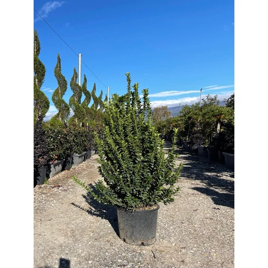 Japán kecskerágó   EUONYMUS JAPONICUS BENKOMASAKI ERECTA 100/120 K18