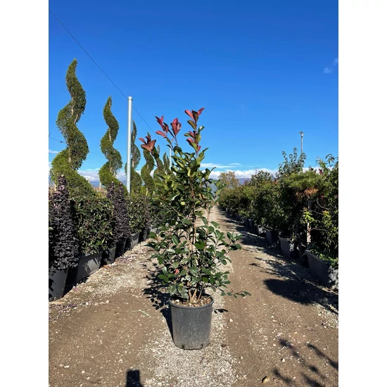 Örökzöld korallberkenye   PHOTINIA FRASERI COMPACTA 100/+ K18