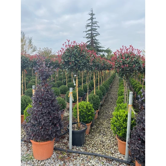 Örökzöld korallberkenye   PHOTINIA FRASERI COMPACTA T80 K20