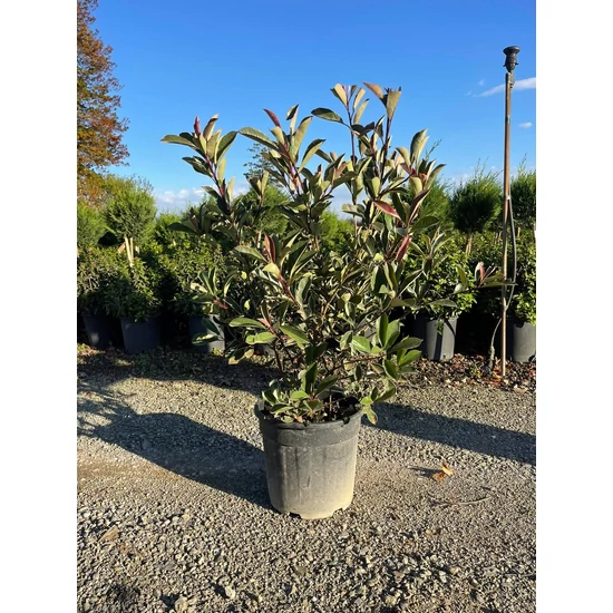 Örökzöld korallberkenye   PHOTINIA FRASERI PINK MARBLE 100/+ K18