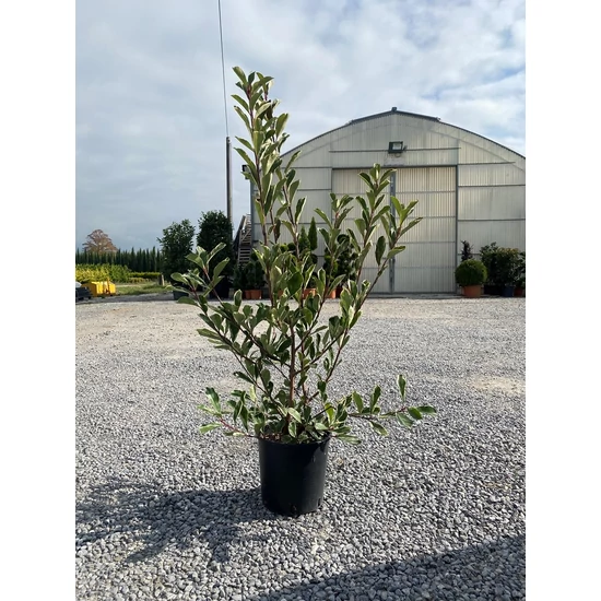 Örökzöld korallberkenye   PHOTINIA FRASERI PINK MARBLE 80/100 K9