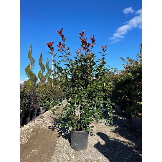 Örökzöld korallberkenye   PHOTINIA FRASERI RED ROBIN 125/150 K40