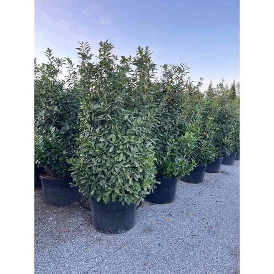 Közönséges babérmeggy   PRUNUS LAUROCERASUS NOVITA 220/250 K180