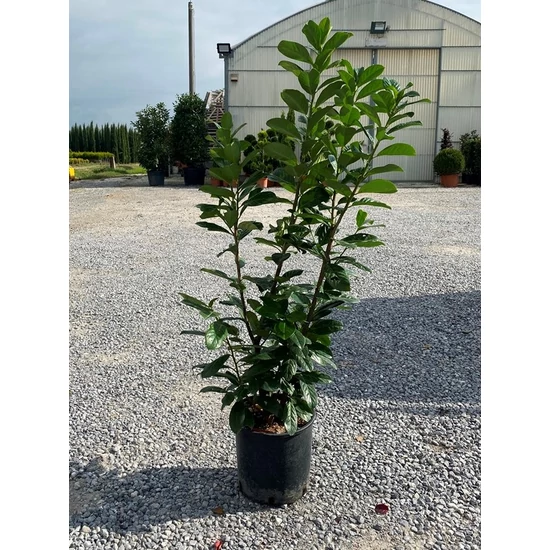 Közönséges babérmeggy   PRUNUS LAUROCERASUS NOVITA 80/100 K9