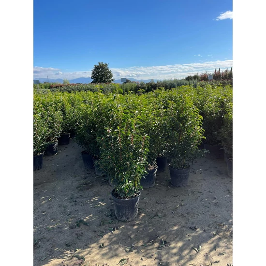  Portugál babérmeggy  PRUNUS LUSITANICA ANGUSTIFOLIA 80/100 K12