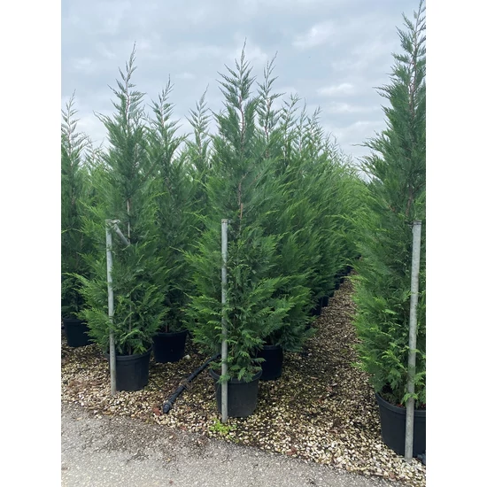 Leyland ciprus   CUPRESSOCYPARIS LEYLANDII 200/250 K30
