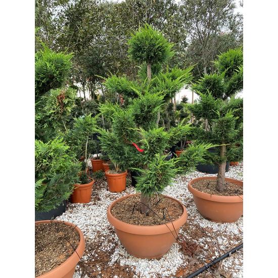 Leyland ciprus   CUPRESSOCYPARIS LEYLANDII BONSAI 120/+ BONSAI TÁLBAN K75