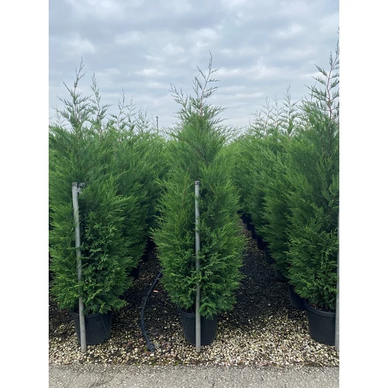 Leyland ciprus   CUPRESSOCYPARIS LEYLANDII VITO 200/250 K30