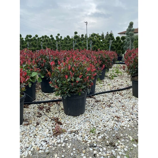 Örökzöld korallberkenye   PHOTINIA FRASERI NANA GÖMB 40/+ K18 
