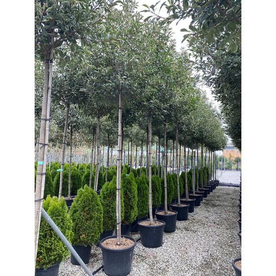 Örökzöld korallberkenye   PHOTINIA FRASERI PINK MARBLE T200 12/14 EXTRA K55
