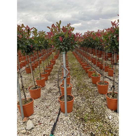 Örökzöld korallberkenye   PHOTINIA FRASERI RED ROBIN T1/2 35/40 K18