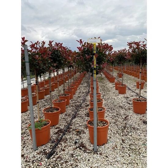 Örökzöld korallberkenye   PHOTINIA X FRASERI CARRE ROUGE T1/2 35/40 K18