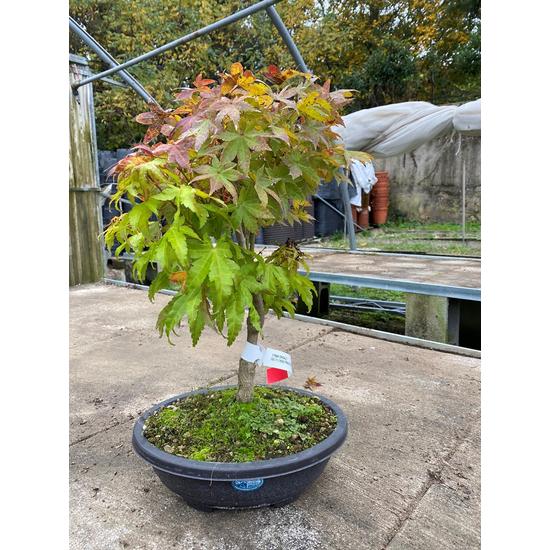 Japán juhar   ACER PALMATUM ORANGE DREAM BONSAI LAPOS TÁLBAN K5