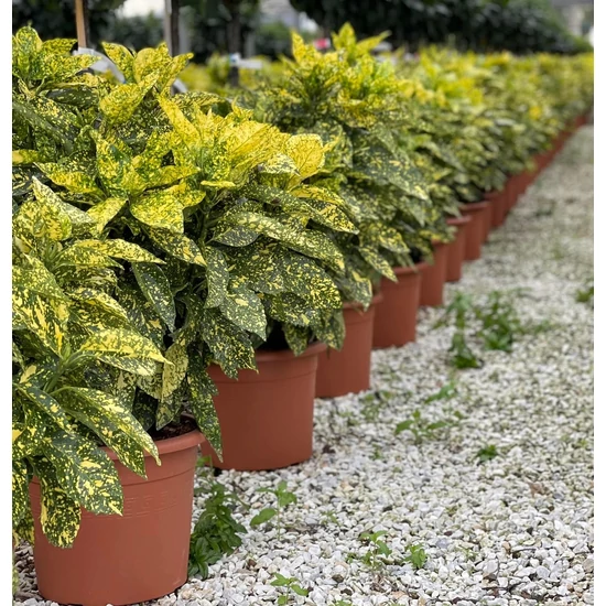 Márványos babérsom   AUCUBA JAPONICA CROTONIFOLIA GOLD 80/100 K15