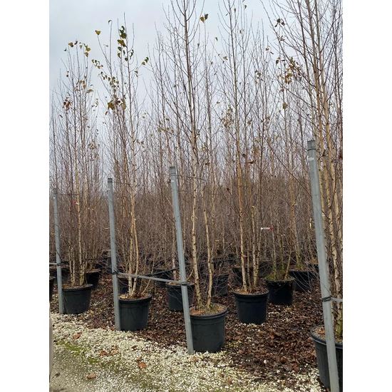 Közönséges nyír   BETULA ALBA TÖBBTÖRZSES 350/400 K55