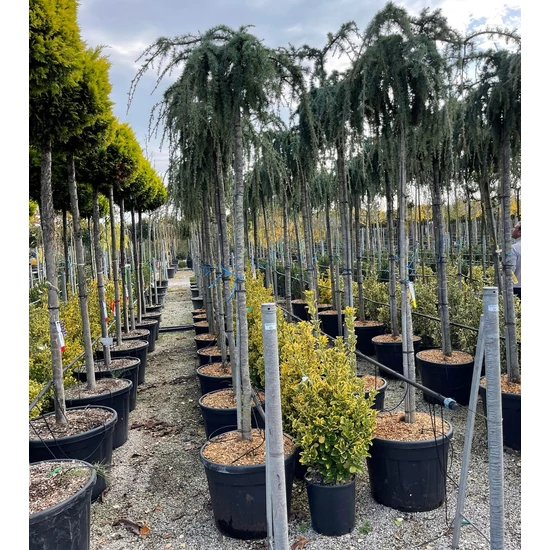 Kék csüngő atlasz cédrus CEDRUS ATLANTICA GLAUCA PENDULA T200 14/16 K90
