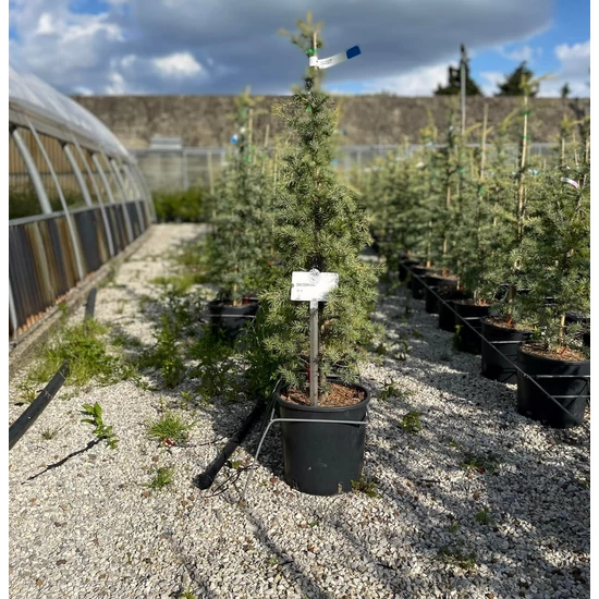 Sárga himalájai cédrus  CEDRUS DEODARA AUREA 80/100 K10