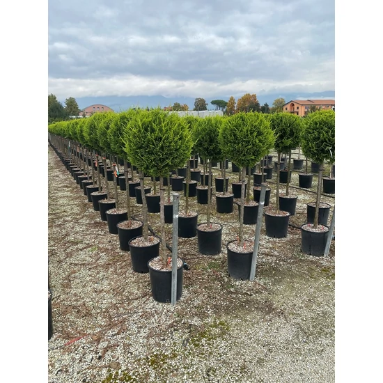 Arany lombú leyland ciprus CUPRESSOCYPARIS LEYLANDII CASTLEWELLAN GOLD T1/2 K18