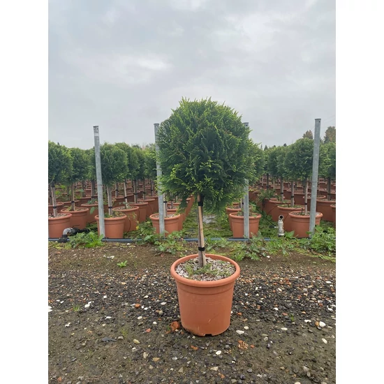 Arany lombú leyland ciprus CUPRESSOCYPARIS LEYLANDII CASTLEWELLAN GOLD T1/4 K9