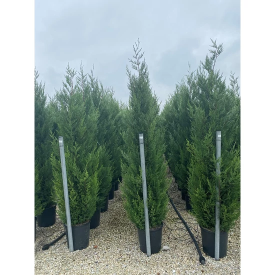 Leyland ciprus   CUPRESSOCYPARIS LEYLANDII PYRAMIDALIS 200/250 K25