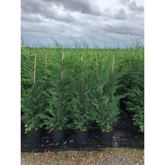 Leyland ciprus   CUPRESSOCYPARIS LEYLANDII 125/150 EXTRA K10
