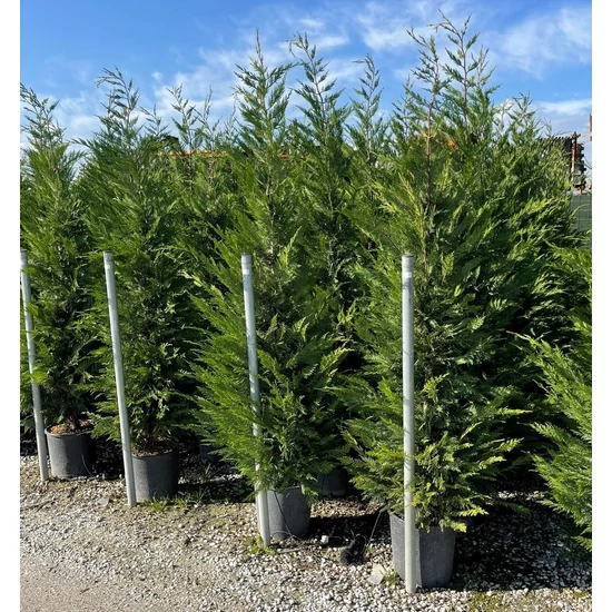 Leyland ciprus   CUPRESSOCYPARIS LEYLANDII 200/250 K25