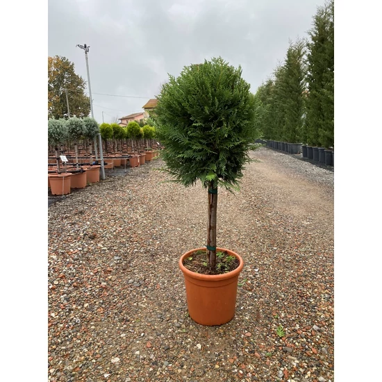 Kék lombú leyland ciprus CUPRESSOCYPARIS LEYLANDII BLUE JEANS T1/4 K9  