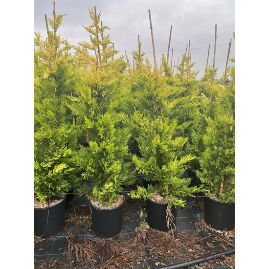 Arany lombú leyland ciprus CUPRESSOCYPARIS LEYLANDII GOLD RIDER 125/150 K15