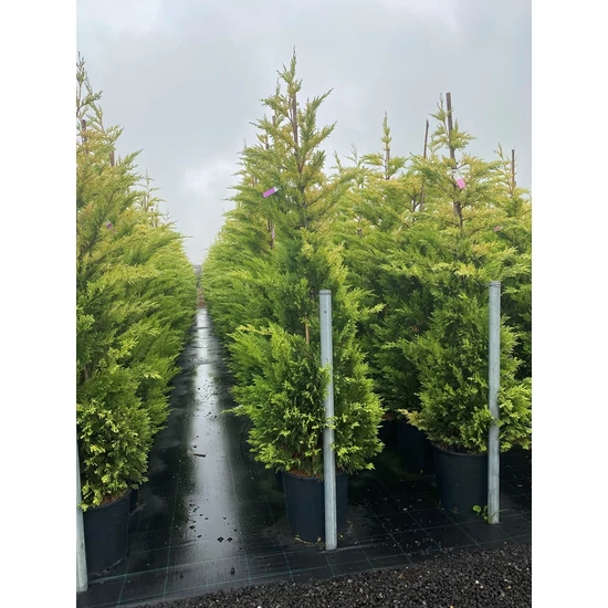 Arany lombú leyland ciprus CUPRESSOCYPARIS LEYLANDII GOLD RIDER 175/200 K18