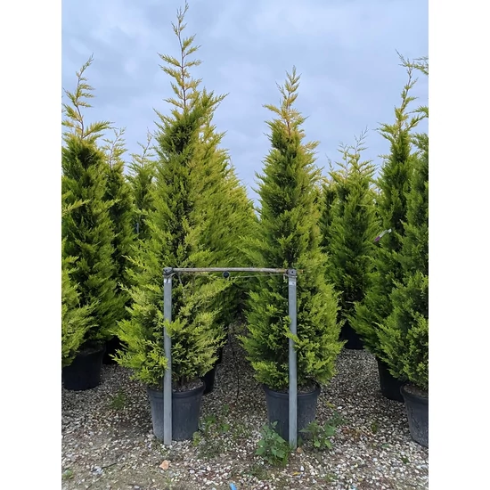 Arany lombú leyland ciprus CUPRESSOCYPARIS LEYLANDII GOLD RIDER 200/250 K30