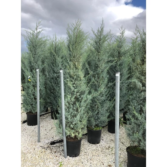 Oszlopos, kék arizoniai ciprus CUPRESSUS ARIZONICA FASTIGIATA 200/250 K25 
