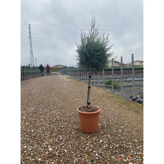 Oszlopos, kék arizoniai ciprus CUPRESSUS ARIZONICA FASTIGIATA T1/4 K9 
