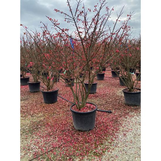 Szárnyas kecskerágó   EUONYMUS ALATUS TÖBBTÖRZSES K70