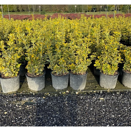 Japán kecskerágó   EUONYMUS JAPONICUS ELEGANTISSIMUS AUREUS K5