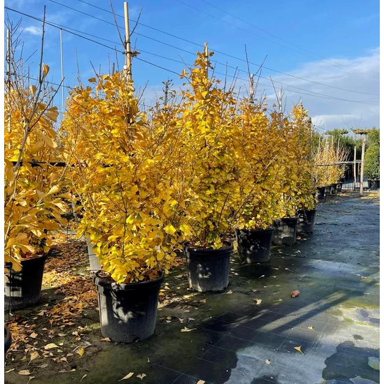 Páfrányfenyő    GINKGO BILOBA FASTIGIATA BLAGON K35