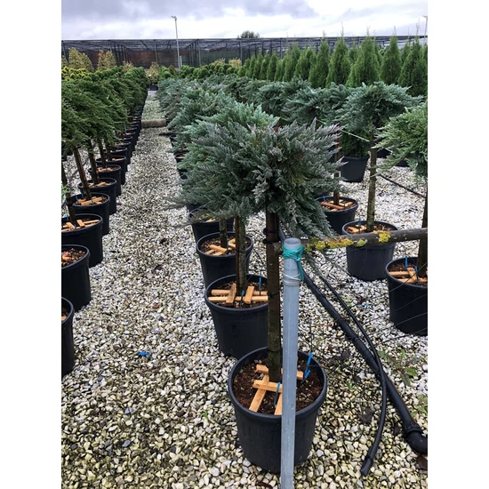 Kék kúszóboróka   JUNIPERUS HORIZONTALIS BLUE CHIP T1/4 K9