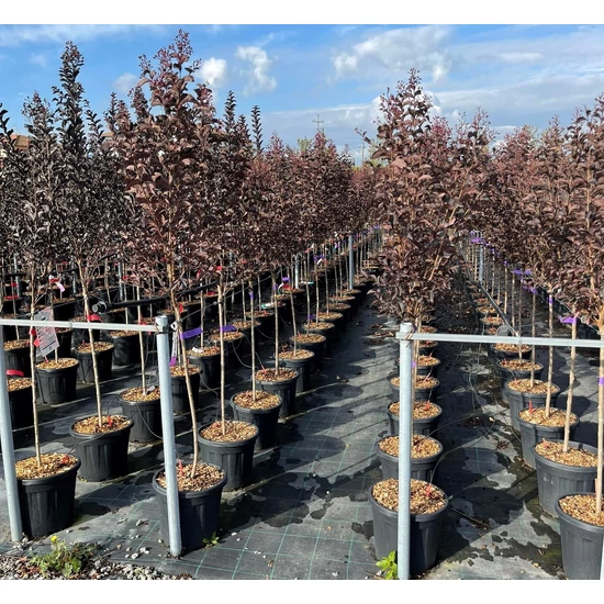Kínai selyemmirtusz   LAGERSTROEMIA BLACK DIAMOND LAVANDER LACE T1/2 K15
