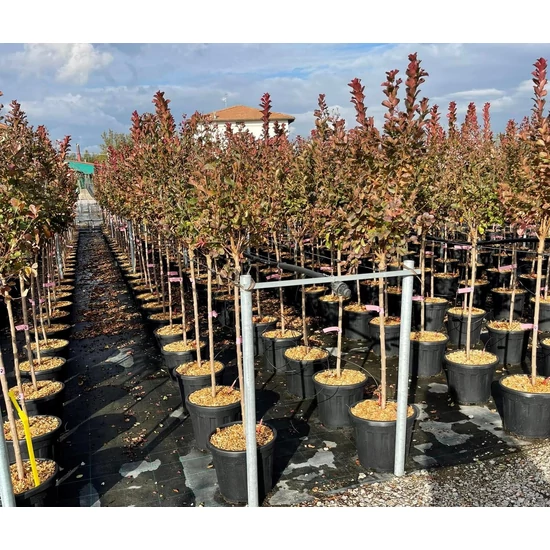 Kínai selyemmirtusz   LAGERSTROEMIA INDICA PINK VELOUR T1/2 K15