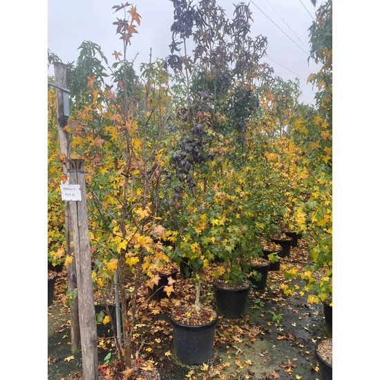 Amerikai ámbrafa   LIQUIDAMBAR STYRACIFLUA TÖBB TÖRZSES 200/250 K30