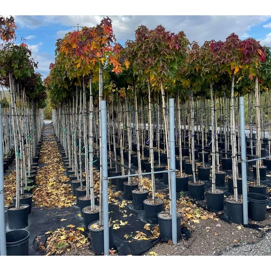 Amerikai ámbrafa   LIQUIDAMBAR STYRACIFLUA GUMBALL T200 6/8 K18  