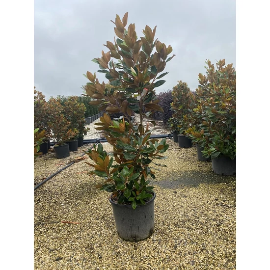 Örökzöld liliomfa   MAGNOLIA GRANDIFLORA LITTLE GEM 80/100 K15